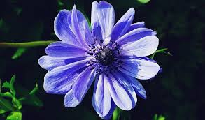 Fate, protection, hope against adversity, good fortune. Anemone Flower Meaning Symbolism And Colors