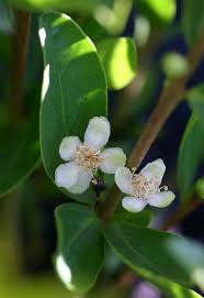Image result for Eugenia malangensis