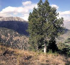 Image result for Gerardiina