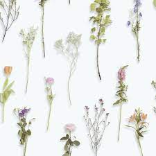 Papier Peint Herbier La Boutique De L Imposture Papier Peint Papiers Peints Tendance Tendances Nature