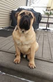 Bullmastiff Dog Breed Information And Pictures