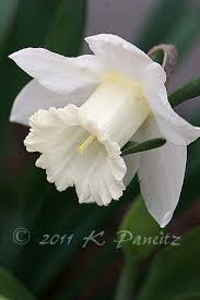 Kaseys Korner Bulb Flowers Wonderful Flowers Daffodil Flower