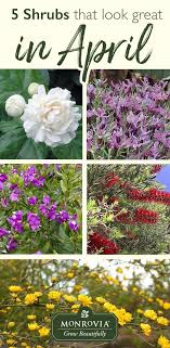We Hope These Five Shrubs Will Give You A Healthy Spring Color Fix Check Out The 5 Shrubs That Look Wonderful In April Garden Shrubs Shrubs Flower Garden