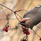 Birding From Point Edward to Grand Bend Canada event image