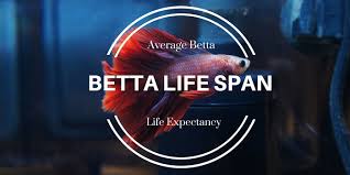 Betta Fish Life Span How Long Do They Live Bettafish Org Betta Fish Betta Betta Fish Tank