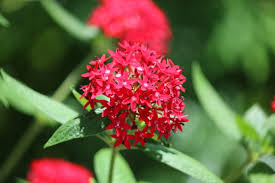 Image result for Pentas zanzibarica