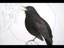 Speed Drawing Common Blackbird Koltrast Youtube Common in towns and open habitats of much of the. speed drawing common blackbird koltrast