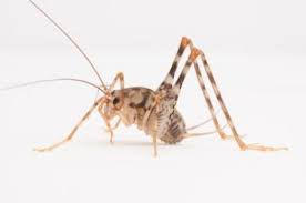 How to get rid of camel crickets. How To Rid A Basement Of Invasive Species Of Crickets Wtop