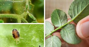 But, you won't notice their spots. The Most Common Houseplant Pests My Garden Life