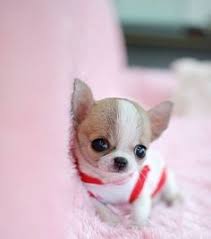 8% coupon applied at checkout save 8% with coupon. 29 Best Chihuahua Puppies For Sale Ideas Chihuahua Puppies Chihuahua Dogs Puppies