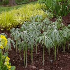 How about having some tropical plants in your place then? Umbrella Plant Seeds Cyperus Alternifolius Palm Flower Seed