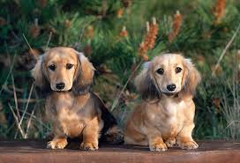 However don't similarly again with today, because the guys also have already been know if fashion hair very important create add the style. Long Haired Dachshund Puppies Sitting On Bench In Forest Kimballstock