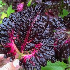 Image result for Coleus buchananii