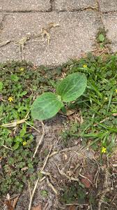 Image result for Grewia olukondae