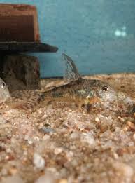 Corydoras Paleatus Male Fish Pet Pets Fish