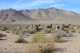 Image result for donkeys in the hills of Cali