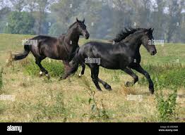 running Friesian Horses Stock Photo - Alamy