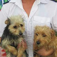 Adoption spca puppies for sale. Adorable Pets For Adoption At Spca Mossel Bay Advertiser