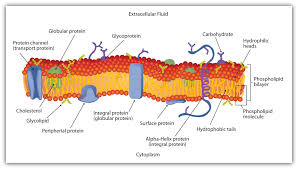 Schematic Diagram Of A Cell Membrane Plasma Membrane Cell Membrane Cell Membrane Structure