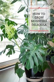 Water when the top inch of soil dries out, and water thoroughly until water runs out of the bottom of the pot. Monstera Deliciosa Care 5 Crucial Things You Need To Know