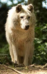 Pin By Shay Lovelace On Animals Wolf Life Wolf Love Animals Wild