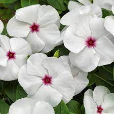 Vinca Pacifica Xp Polka Dot In 2021 Vinca Herb Garden Pots White Annuals