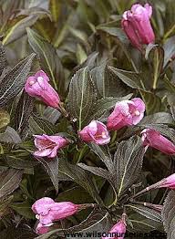 'dark horse' is a superior dark foliaged weigela. Dark Horse Weigela Wilson Nurseries