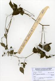 Image result for Cyphostemma crotalarioides