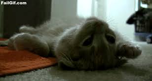 Prison break,funny cat gif related posts: Will Not Move Cute Cat Gif Best Cat Gifs Cat Gif Animal Gifs