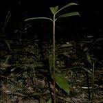 Image result for Pentadesma