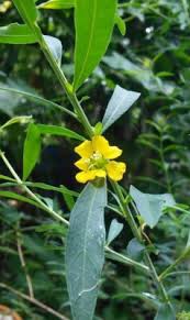 Image result for Heimia salicifolia
