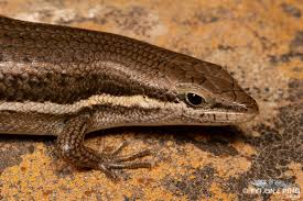 Image result for Trachypogon chevalieri