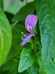 Image result for Dicliptera paniculata