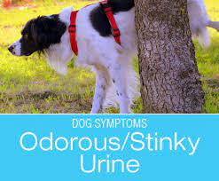 Stinky Urine In Dogs Symptoms To Watch For In Your Dog