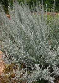 Image result for Artemisia sp.no.1