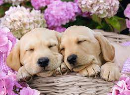 Mit erziehungsmaßnahmen haben es katzen weit weniger als hunde. Susse Hunde Im Korbchen Kinderpuzzle Puzzle Produkte Susse Hunde Im Korbchen