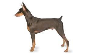 How fast can a doberman pinscher run. Doberman Pinscher Dog Breed Information Pictures Characteristics Facts Dogtime