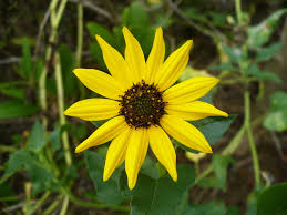 Image result for Oxyanthus biflorus