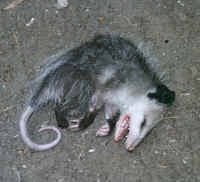 Animals related words difference and comparison Opossum Defense Mechanisms Opossum Society Of The United States