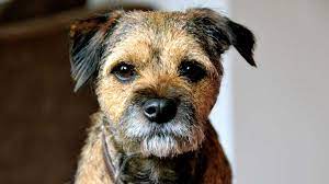 Border Terrier Price Temperament Life Span