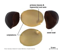 Image result for Elephantorrhiza goetzei