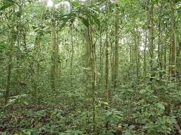 Image result for Gilbertiodendron dewevrei