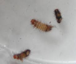 Im sozialen wohnungsbau greift die staatliche hand in zweierlei weise in den immobilienmarkt ein. Ungeziefer In Der Wohnung Hilfe Larven