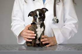 Any cancer causing chemicals (carcinogens) may cause the cells to become cancerous. Bladder Cancer In Dogs