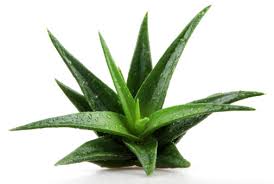 Aloe vera juice is found in many health food stores and a growing number of grocery stores. Bapp Publishes Aloe Vera Adulterants Bulletin Wholefoods Magazine