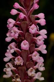 Image result for Satyrium crassicaule