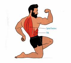 The back muscles are located on the posterior part of the torso and their function is to draw the arms back and downward. The Deadlift Hypertrophy Guide Outlift