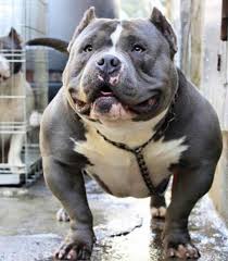 American Bully On Instagram Cashpot Ii Americanbully Americanbully Bullybreed Bullyz Badass Dogs Animals Pitbul Bully Dog Dog Breeds Pitbull Terrier
