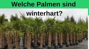 Ihr wuchs reicht von buschigen topfpflanzen bis hin zu jahrhundertealten baumriesen. Welche Palmen Sind Winterhart Winterharte Palmen Youtube