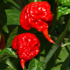Our carolina reaper plants are perfect for every setup: Chilli Pepper Plants Carolina Reaper Dobies